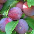 Prunus (Sliva) sort Suvenir Vostoka  fotografija in značilnosti