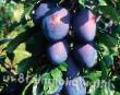 Prunus (Sliva) sort Orlovskaya mechta fotografija in značilnosti