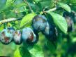 une prune les espèces Orlovskijj suvenir Photo et les caractéristiques