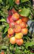 une prune les espèces Podarok Chemala Photo et les caractéristiques