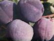 une prune les espèces Anzhelino Photo et les caractéristiques