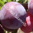 une prune  Renklod altana l'espèce Photo