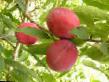 une prune les espèces Opata Photo et les caractéristiques