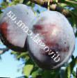 Prunus (Sliva) sort Imperial ehpinez fotografija in značilnosti