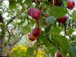 Prunus (Sliva)  Ehtyud  razred fotografija