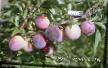 Prunus (Sliva)  Kseniya razred fotografija