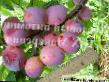 Prunus (Sliva) sort Annushka Psheneckogo fotografija in značilnosti