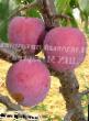une prune les espèces Generalnaya Photo et les caractéristiques