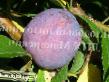 une prune  Chernosliv Khabarovskijj l'espèce Photo