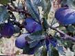 Prunus (Sliva) sort Chernosliv 4-39TSKhA fotografija in značilnosti