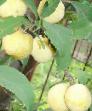 Prunus (Sliva) sort Zheltaya khopty fotografija in značilnosti