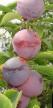 une prune  Manchzhurskaya krasavica l'espèce Photo