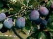 une prune  Vengerka domashnyaya l'espèce Photo
