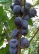 Prunus (Sliva) sort Tulskaya chjornaya fotografija in značilnosti