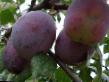une prune  Volgogradskaya l'espèce Photo