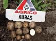 Kartoffeln Sorten Kuras  Foto und Merkmale