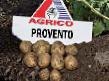 Πατάτες  Provento  ποικιλία φωτογραφία