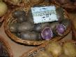 Kartoffeln Sorten Siren Foto und Merkmale