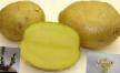 Kartoffeln  Meteor klasse Foto