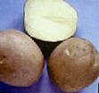 une pomme de terre  Guslyar l'espèce Photo