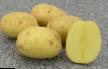 Kartoffeln  Opal klasse Foto