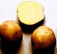 Kartoffeln  Yavar klasse Foto