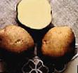 Potatoes  Atlant grade Photo