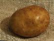 Kartoffeln  Dnipryanka klasse Foto