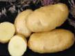 Kartoffeln Sorten Impala Foto und Merkmale