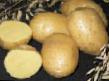 Potatoes  Latona grade Photo