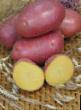 Kartoffeln Sorten Rozara Foto und Merkmale
