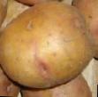 Potatoes  Zhukovskijj rannijj grade Photo