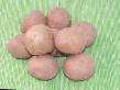 Potatis sorter Kolobok Fil och egenskaper