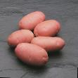 Kartoffeln Sorten Asteriks Foto und Merkmale