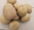 Kartoffeln Sorten Adretta Foto und Merkmale