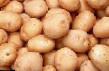 Potatoes varieties Zhuravinka Photo and characteristics