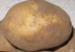 Potatis sorter Ehffekt Fil och egenskaper