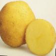 Potatoes  Vineta grade Photo