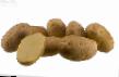 Potatoes  Fontane grade Photo