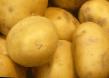 Kartoffeln  Agriya klasse Foto