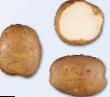 Πατάτες  Kurazh ποικιλία φωτογραφία