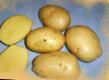 Πατάτες  Galla ποικιλία φωτογραφία