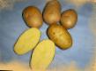 Krumpir  Lambada kultivar Foto