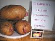 Potatoes varieties Slavyanka Photo and characteristics