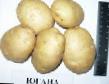 Πατάτες ποικιλίες Yugana φωτογραφία και χαρακτηριστικά