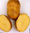 Ziemniak  Antonina gatunek zdjęcie