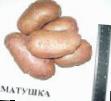 Patata variedades Matushka Foto y características