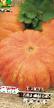 Pumpkin  Parizhskaya krasnaya grade Photo