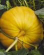 Pumpkin varieties Titan Photo and characteristics