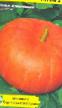 Pumpkin varieties Krasnaya iz Ehtampa (Ruzh vif d Etamp) Photo and characteristics